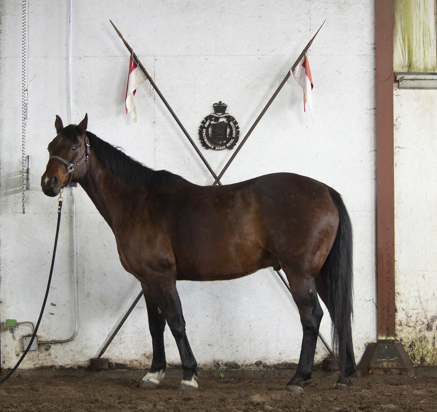 The Mounted Troop Herd