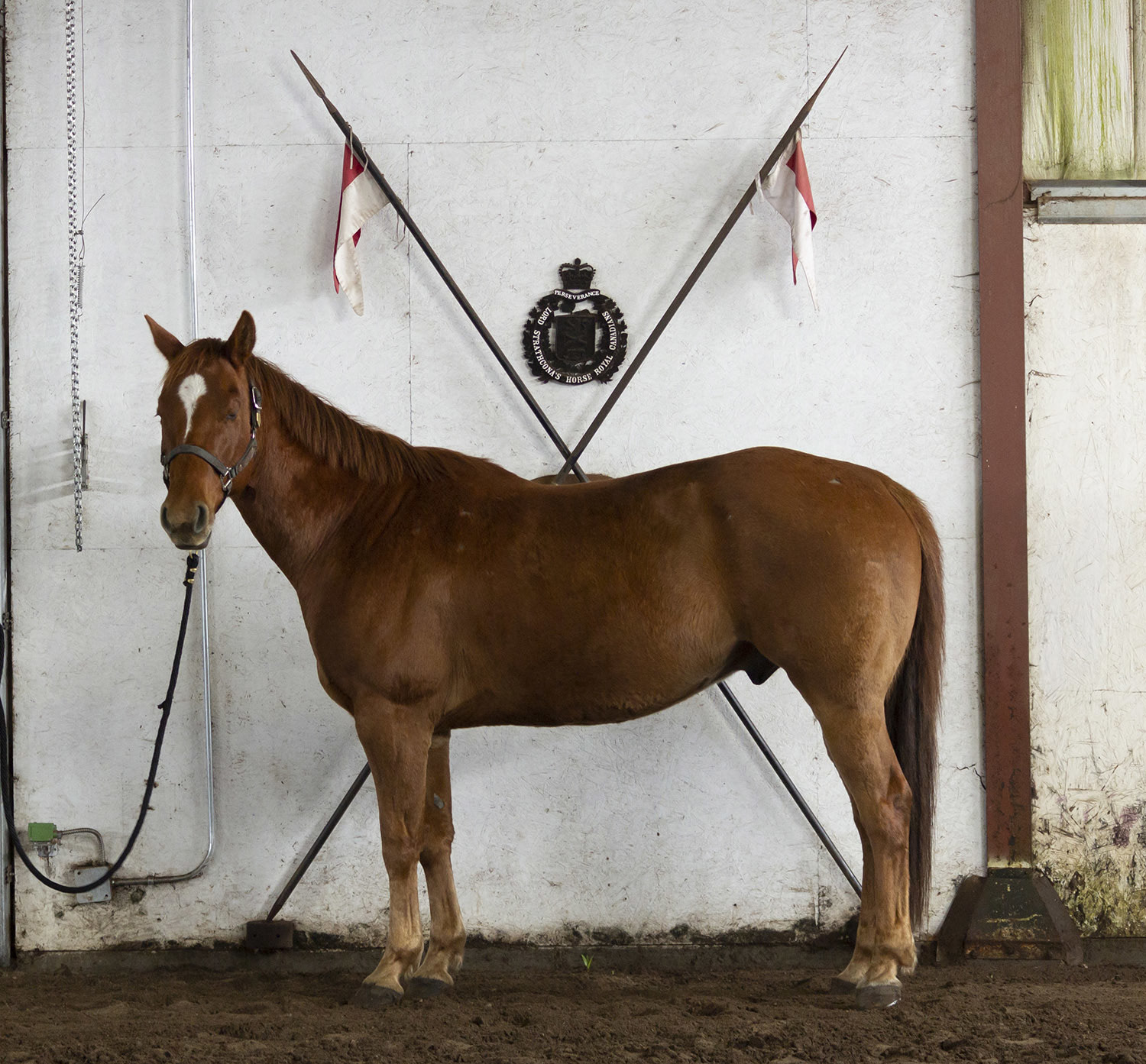 The Mounted Troop Herd