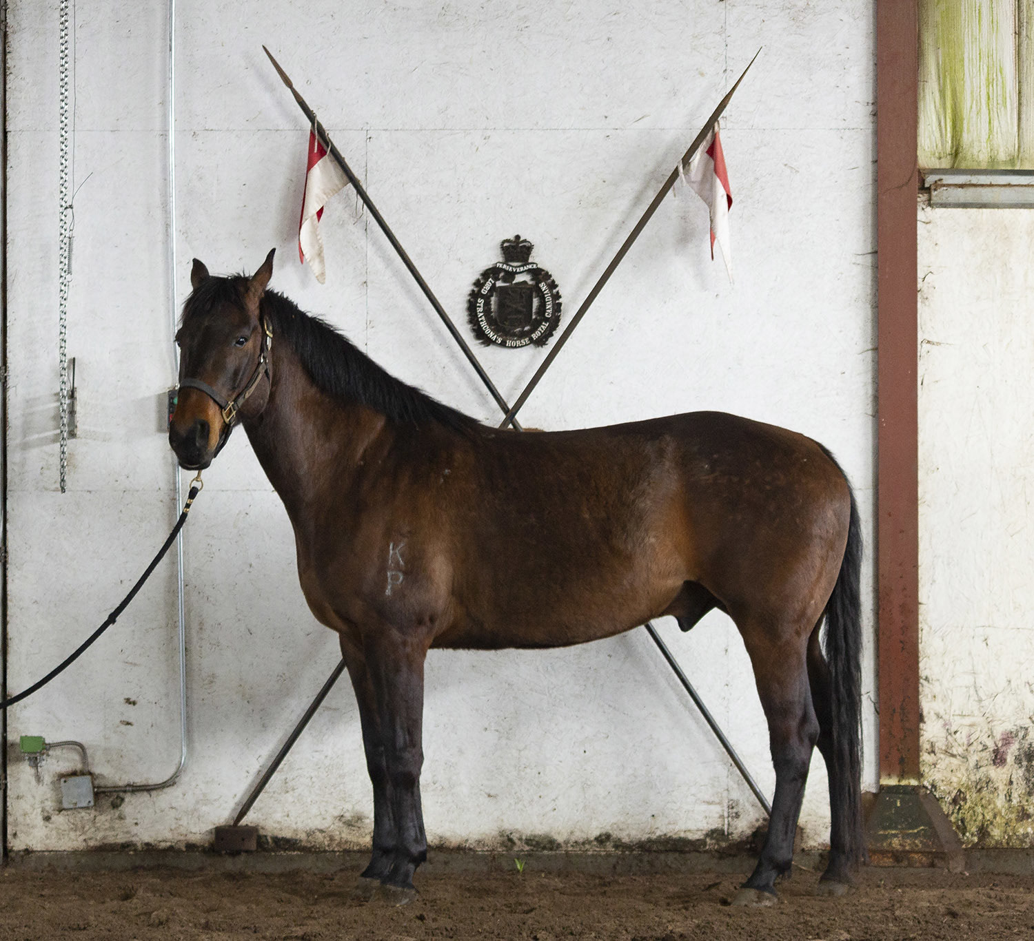The Mounted Troop Herd