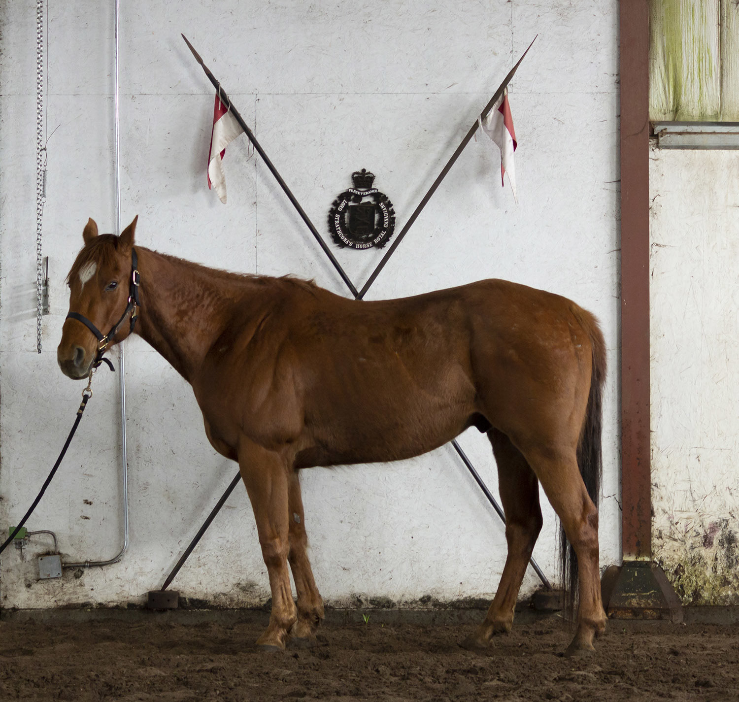 The Mounted Troop Herd