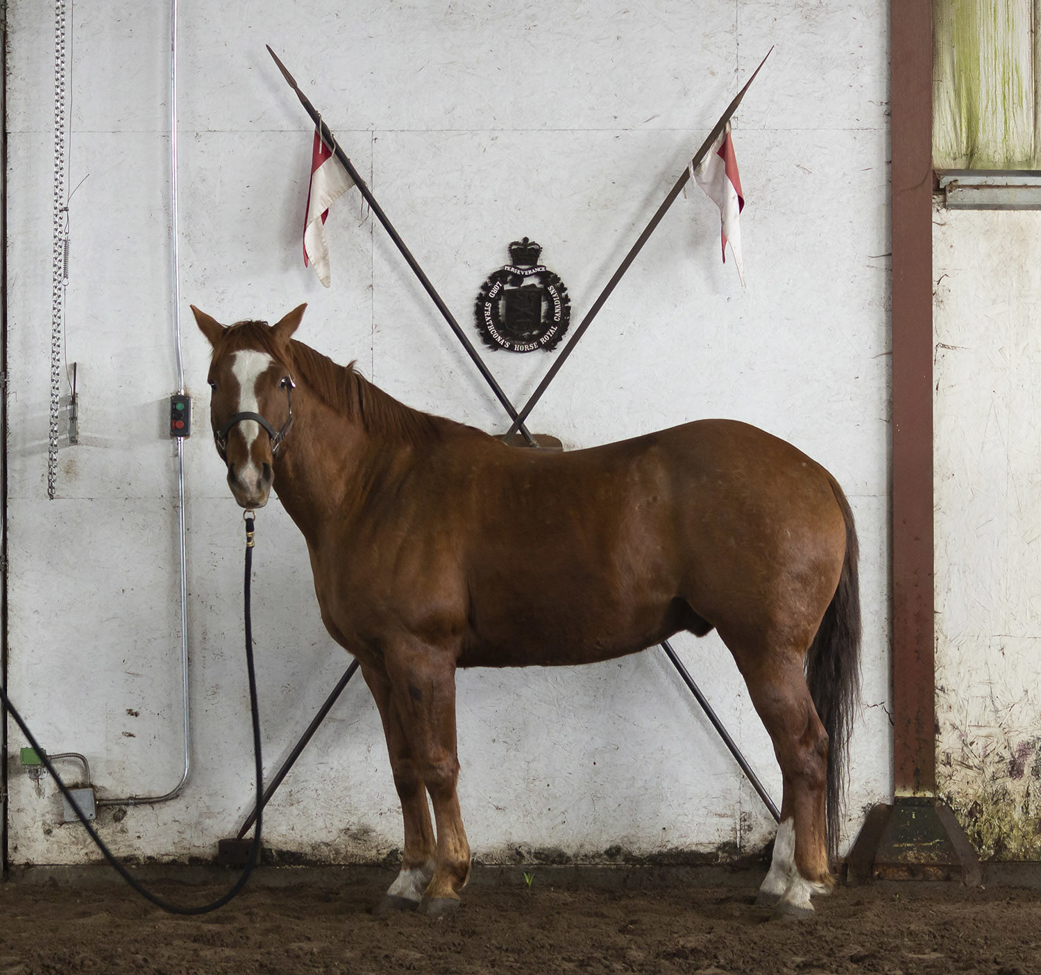 The Mounted Troop Herd